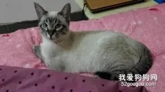 虎斑暹罗猫的性格特点是什么?