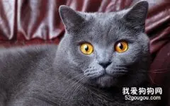 英国短毛猫性格怎么样?