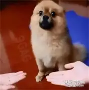 两个主人同时要求握爪，狗砸很崩溃：我太难了！