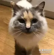 布偶猫被人嫌弃没人要，只因脸上这个奇怪的胎记...