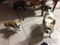 同胎两只吉娃娃，可体型对比悬殊，网友：有一只是奶奶养的...
