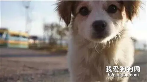 我有国旗了，请给我一条狗@微信官方
