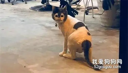 网友在街边遇到只敲可爱的猫猫，染鹅当它一回头…