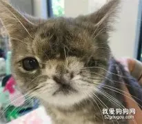 独眼流浪猫很黏人，见到人就要抱抱，却因太丑没人领养，直到...