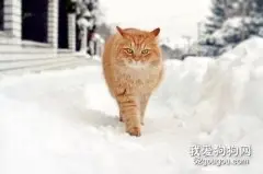 猫咪能自己回家吗 猫咪认路本领介绍