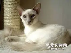 巴厘猫吃什么 巴厘猫饮食习惯