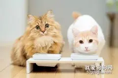 猫咪饮食有什么禁忌？