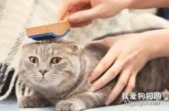 猫咪毛发怎么梳理 猫咪毛发梳理步骤