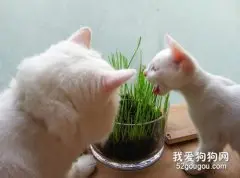 猫草和化毛膏哪个效果更好？