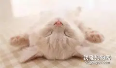 猫咪长青春痘是真的吗?