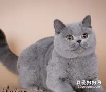 卡尔特猫和英短的区别是什么?