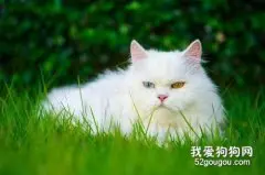 波斯猫和加菲猫的区别有哪些?