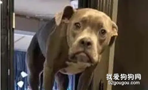 铲屎官出门发现没带手机，返身回家时，看到了狗砸正在...