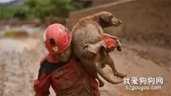 主人为救狗跳河险丧命，还大喊“救援先救狗”，网友：这是真爱了！