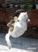 网友把烤鱼挂在门外晒，被猫咪看到后....