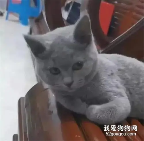 网友雨天捡到小流浪猫，照顾半年后发现不对，网友：好心有好