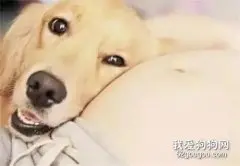 狗狗被主人无情抛弃，最后却在车祸中救出了主人...