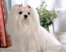 马尔济斯犬性格怎么样