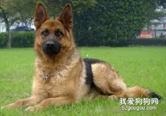 纯种德国牧羊犬特征是什么?