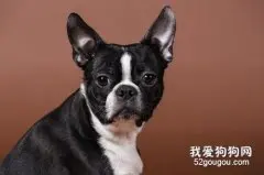 波士顿犬和法斗区别是什么？