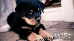 罗威纳犬性格特点是什么?