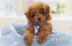 贵宾犬怎么养 贵宾犬饲养方法