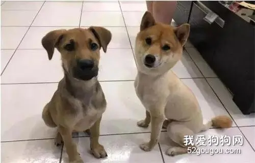 以为捡到田园犬，然而养5个月它的体型光速超越柴犬哥，一查资料懵了！