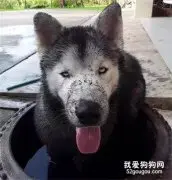 二哈看过石狮子后瞬间魔怔：我比它更稳！