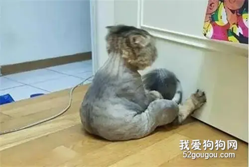 网友家的猫踢完毛后，已经这样坐了1小时了....
