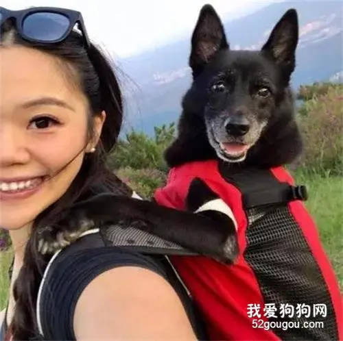 男子睡觉中被狗狗咬伤，他不仅不责骂，还一直维护着狗狗！