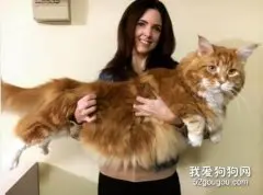 挪威森林猫和缅因猫的区别有哪些?