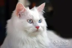 猫嘴角有黑色的东西 可能是慢性口炎