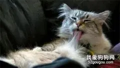 猫咪毛球症形成的原因