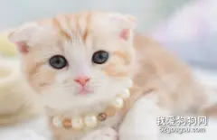 如何治疗猫丝虫病 猫咪得丝虫病原因?