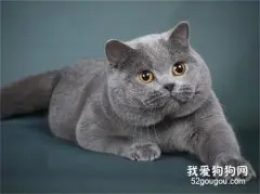 猫驱虫药种类有哪些?