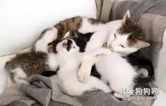 猫咪产后缺钙怎么治疗？