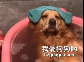 洗澡对狗来说能有多享受？看金毛的表情这得有多舒服...