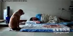12岁老狗默默等男主人醒来，可女主人：这姿势是在瞻仰遗容？