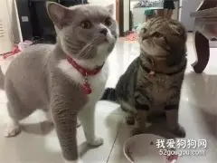 灰喵把碗里的都吃完了，一旁狸花猫的表情亮了....