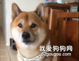 当狗狗和猫犯错后，他们都是怎样认错的？
