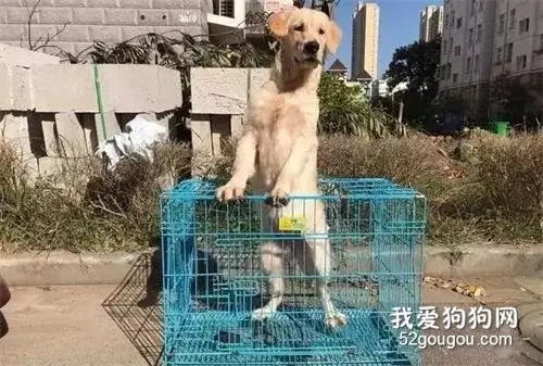快递小哥上门送货一脸愁容：这送狗可是第一次啊！