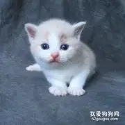 幼猫皮肤病怎么治疗 小奶猫皮肤病治疗方法