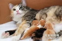 母猫奶水不足如何解决