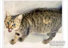 怎么照顾怀孕猫咪 猫咪怀孕照顾要点