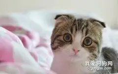 猫咪假孕是怎么回事 猫咪假孕症状