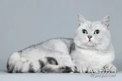 猫咪流产症状 如何预防母猫流产？