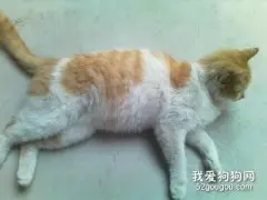 怎么确定猫咪是否怀孕?