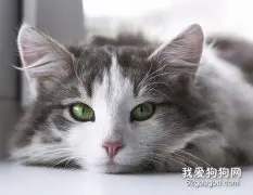 怀孕的猫咪吃什么 猫咪孕期喂养指南