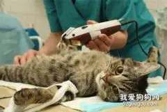 猫几个月做绝育 猫咪绝育风险介绍