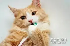 母猫需要绝育吗 猫咪绝育好处介绍